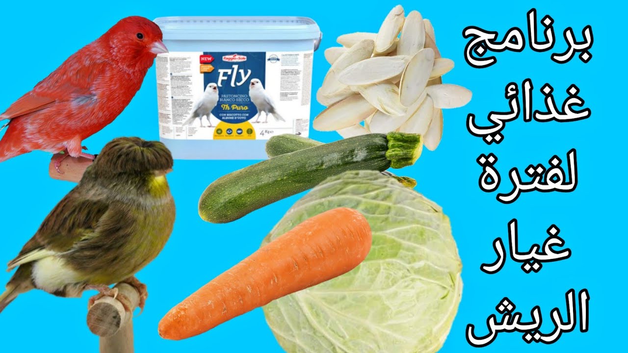 البرنامج الغذائي الأسبوعي الذي اتبع مع طيوري في مرحلة غيار الريش