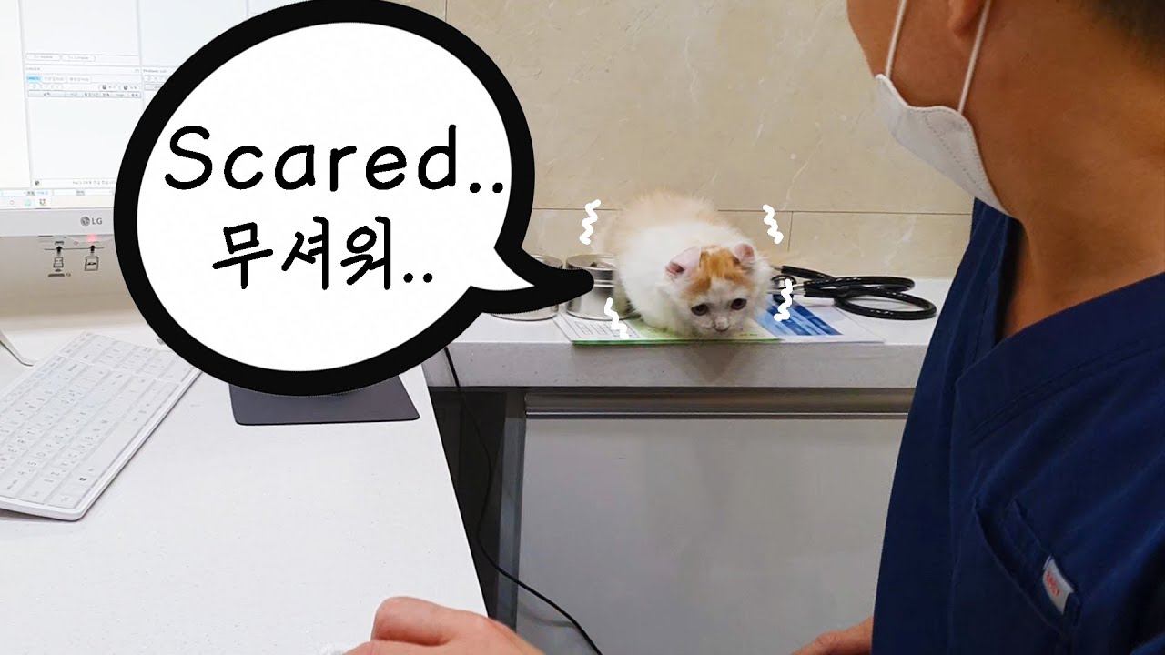 My Kitten is Too Afraid of The Hospital Doctor..