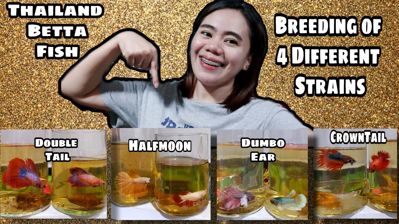 Part I: How to Breed Thailand Betta Fish (Easy Steps and Guidelines)