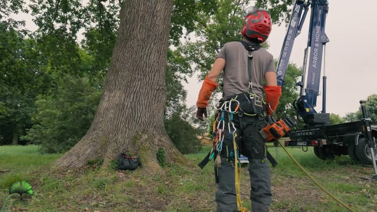 Arbor & Home -Taille douce d'un magnifique Chêne de 35m