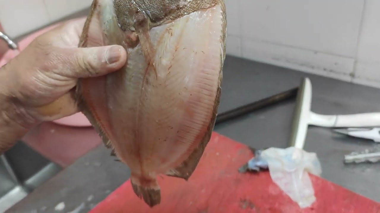 Dover Sole Round cutting video || Round Manthal fish