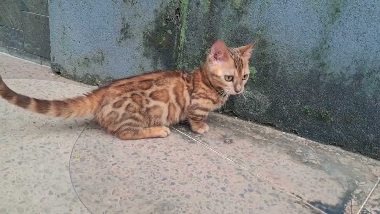 jual kucing genetta, genetta cat, bengal munchkin 082298245333