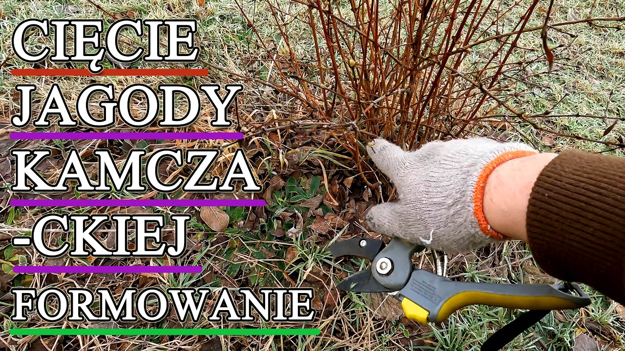 Cięcie jagód kamczackich - formowanie krzewów