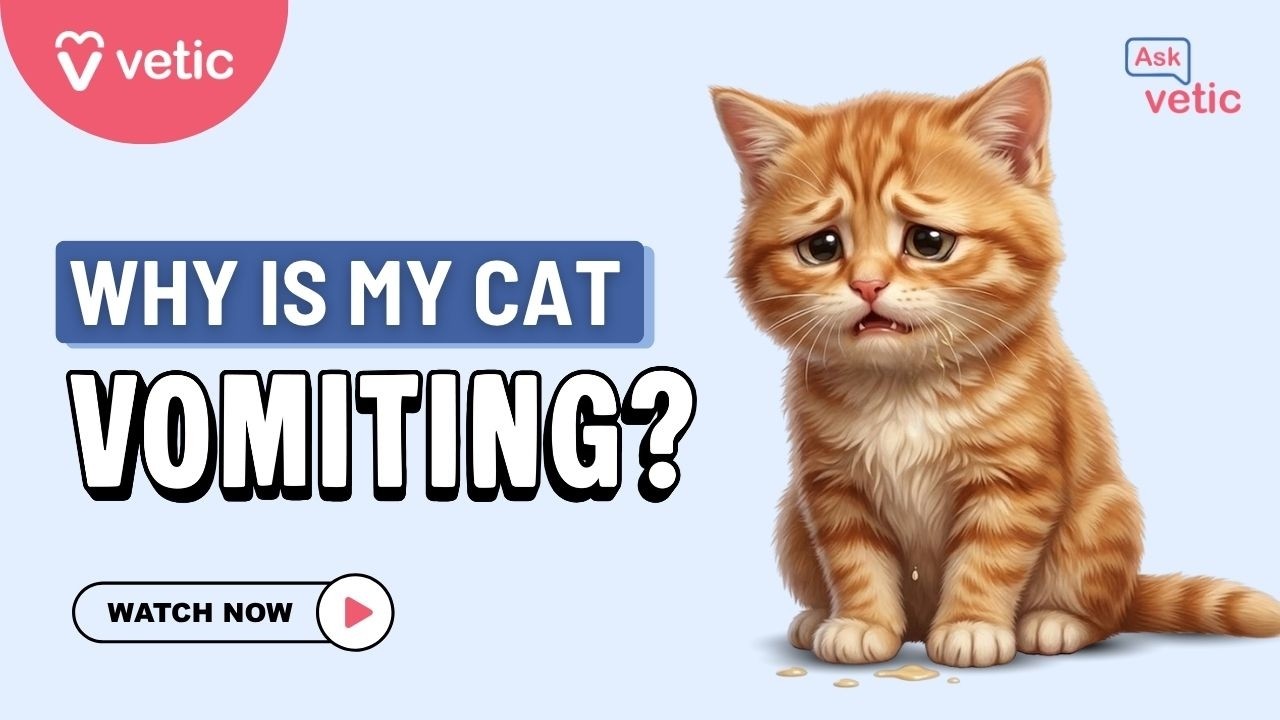 Why Is My Cat Vomiting | Vet Answers Why Cats Throw Up Frequently
