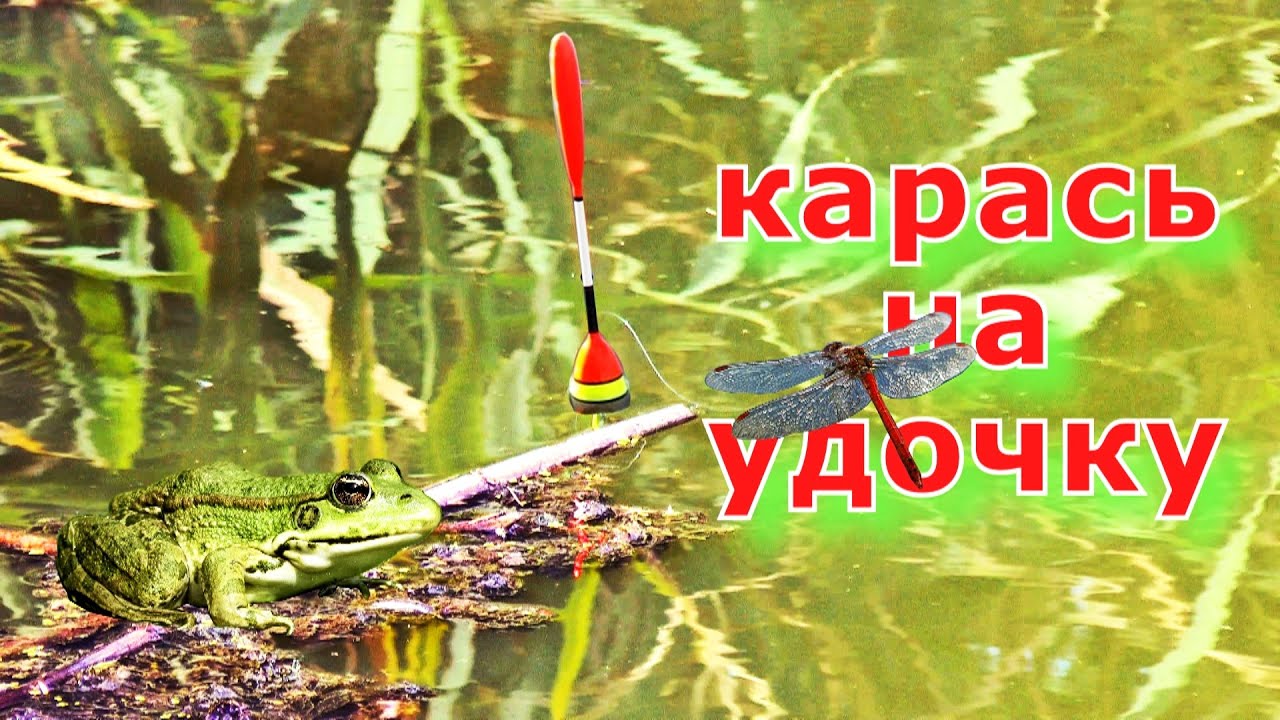 Замешал прикормку как хлеб и наловил карася на удочку. Ловля карася на поплавочную удочку летом