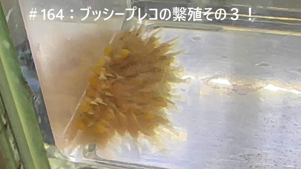 ＃164：ブッシープレコの繫殖その３！