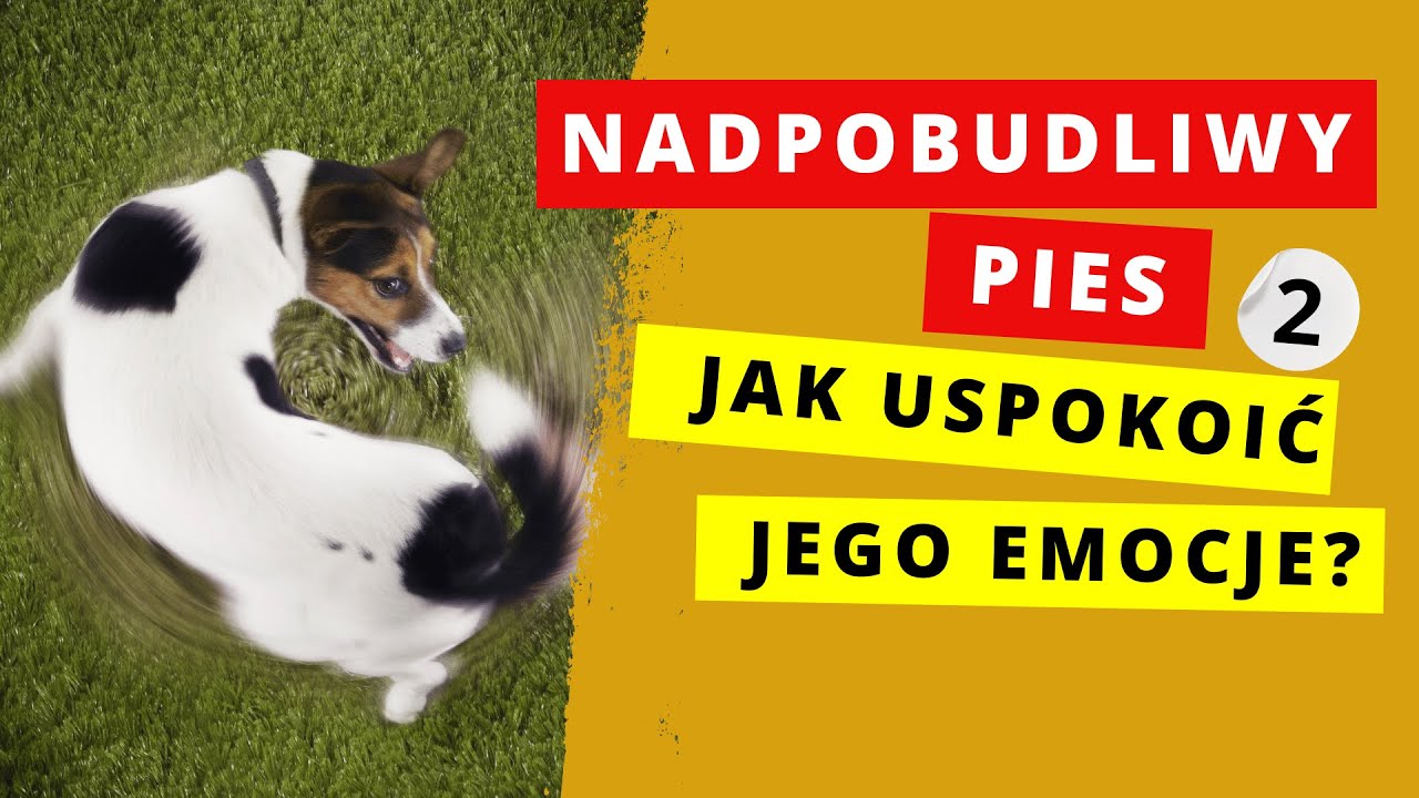 Jak uspokoić psa nadpobudliwego. Skuteczne techniki pracy!🐕