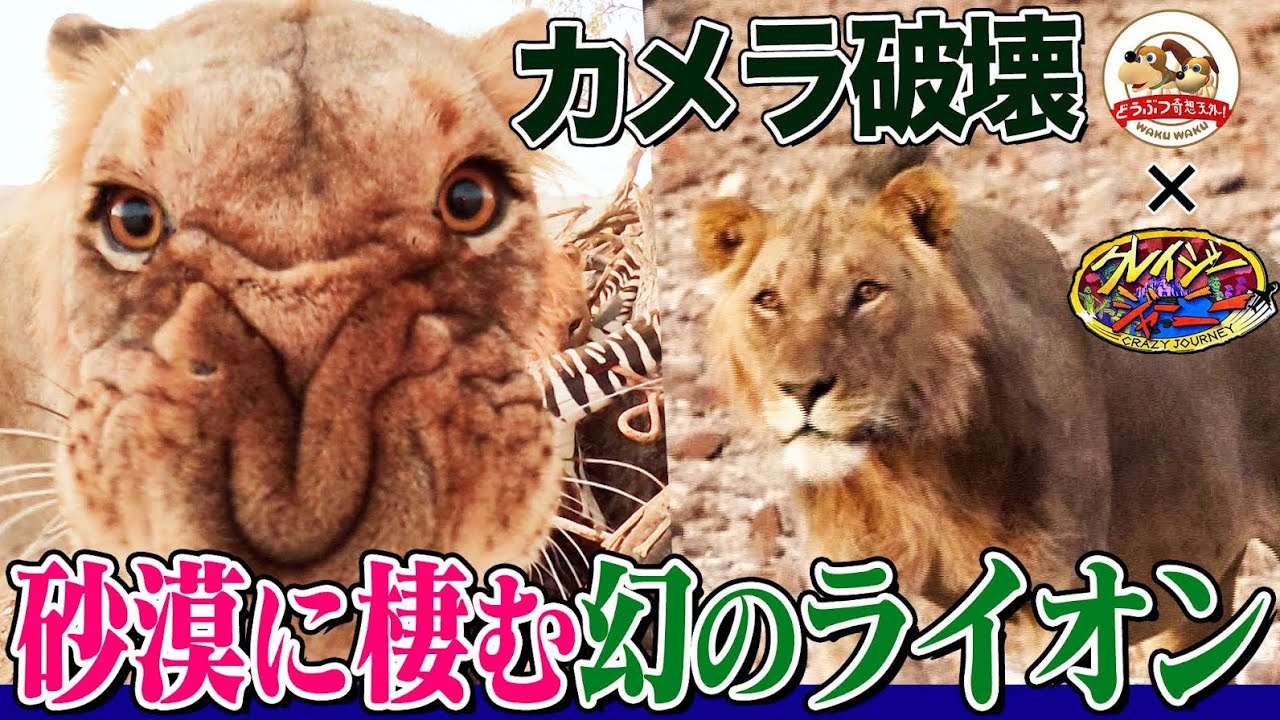 砂漠なのにライオンがいる！１週間水無しでも血を飲んで生きる希少ライオンと、それを追う日本人女性に密着【どうぶつ奇想天外／WAKUWAKU×クレイジージャーニー】