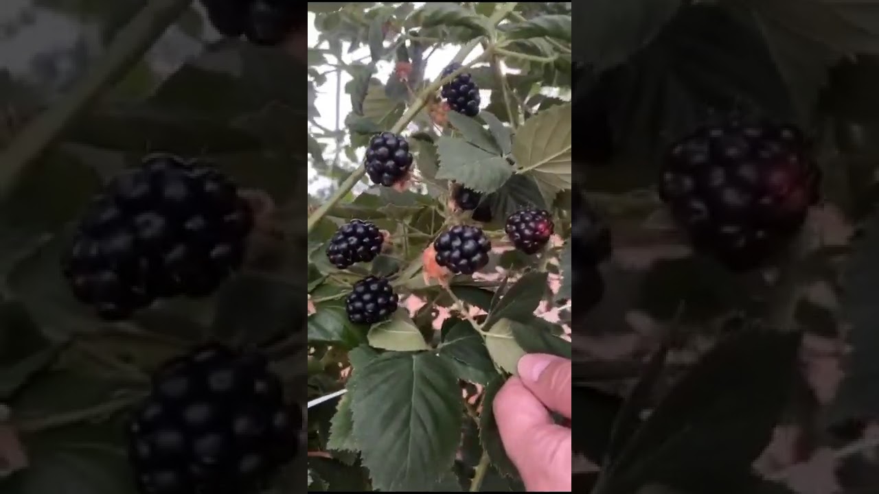 حديقة الفراولة والبلاك بيري