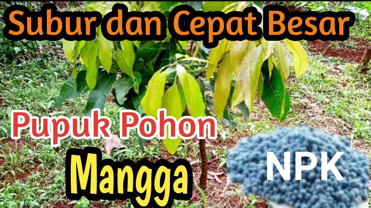 Pupuk pohon mangga dengan NPK agar subur dan cepat besar|Mango tree fertilizer
