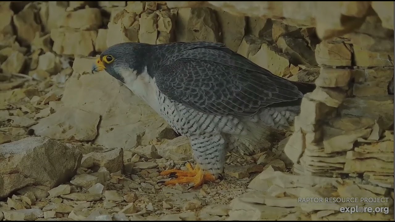 Great Spirit Bluff Falcons 2-17-26 Newman & Elaine are back!