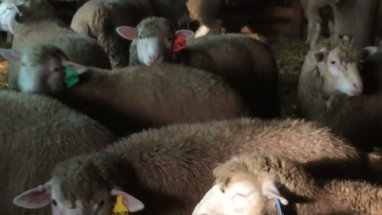 The Ile-De-France ewe lambs have really grown well and have new eartags.