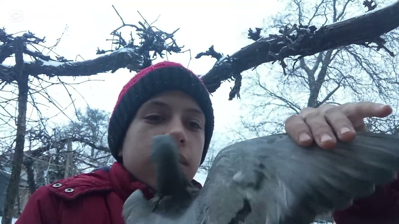 Ce porumbei mi-am luat stați până la final și nu uitați de un like și un subscribe
