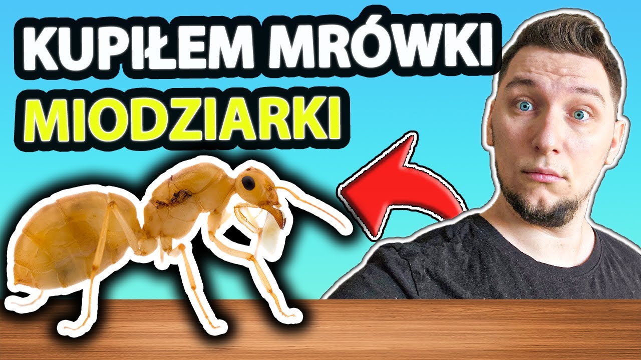 Kupiłem Mrówki Miodziarki