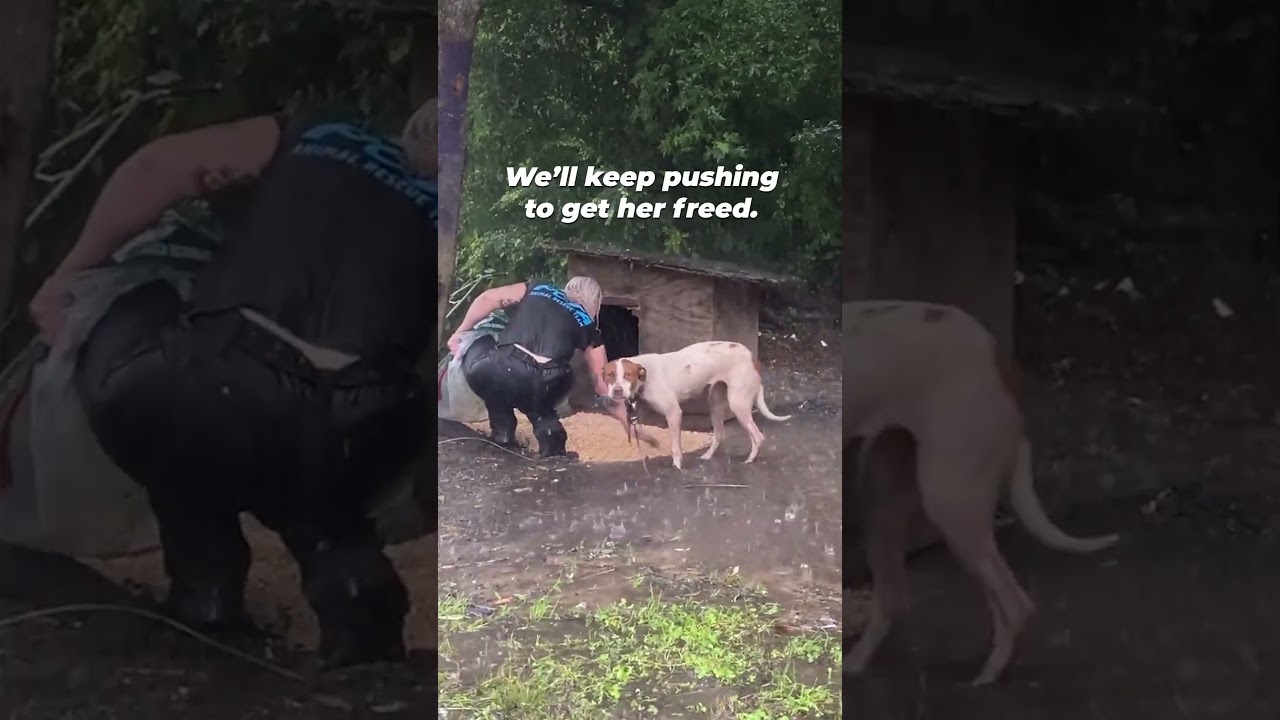 Dog left&nbsp;TIED UP and alone in the pouring rain. All she wants is a little kindness&nbsp;💔