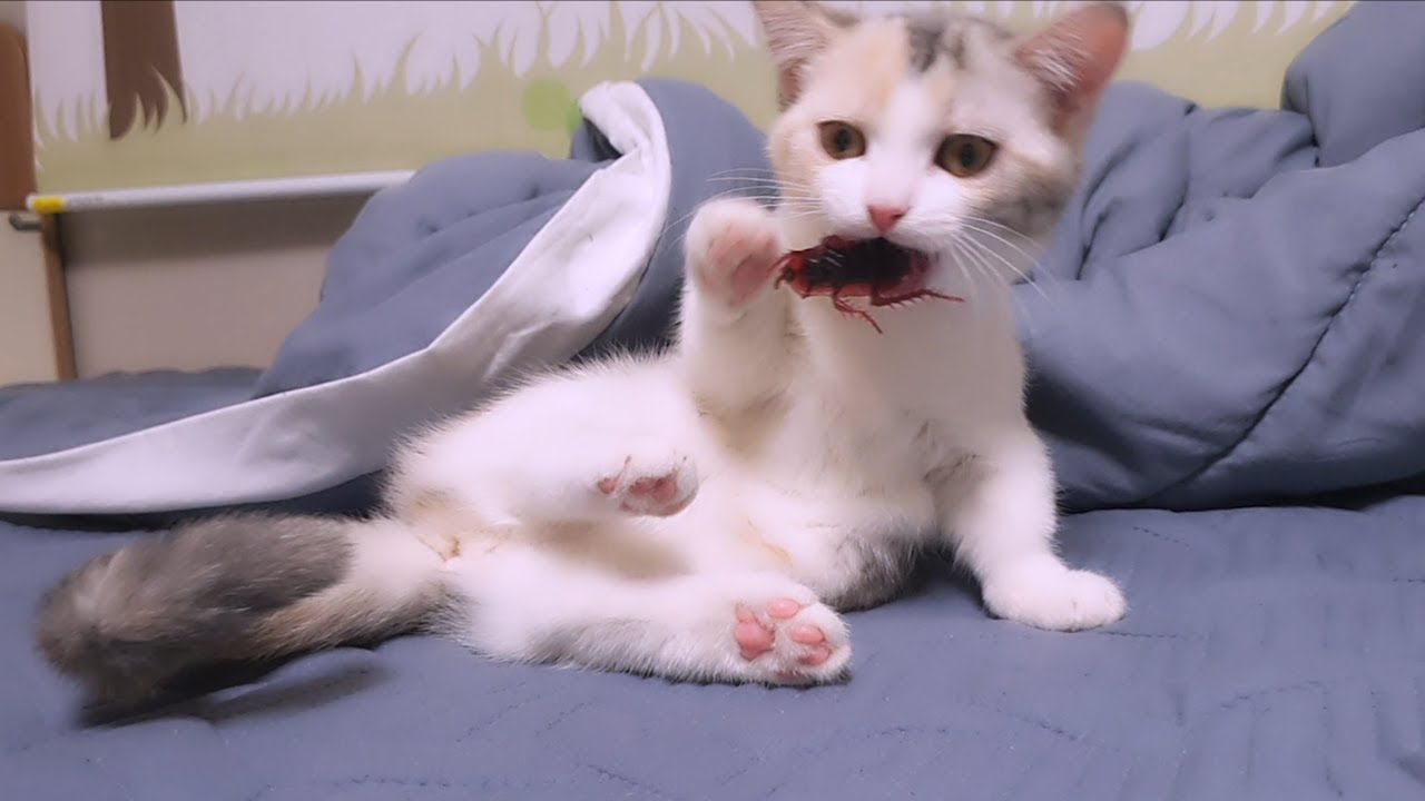 When Kittens Saw Cockroach, What Will Happen?