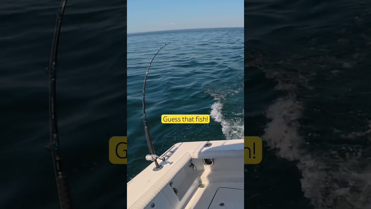 Guess that fish! 🐟🤙#fishing #boatfishing #epic #catch #like #ytshorts #subscribe #typefish