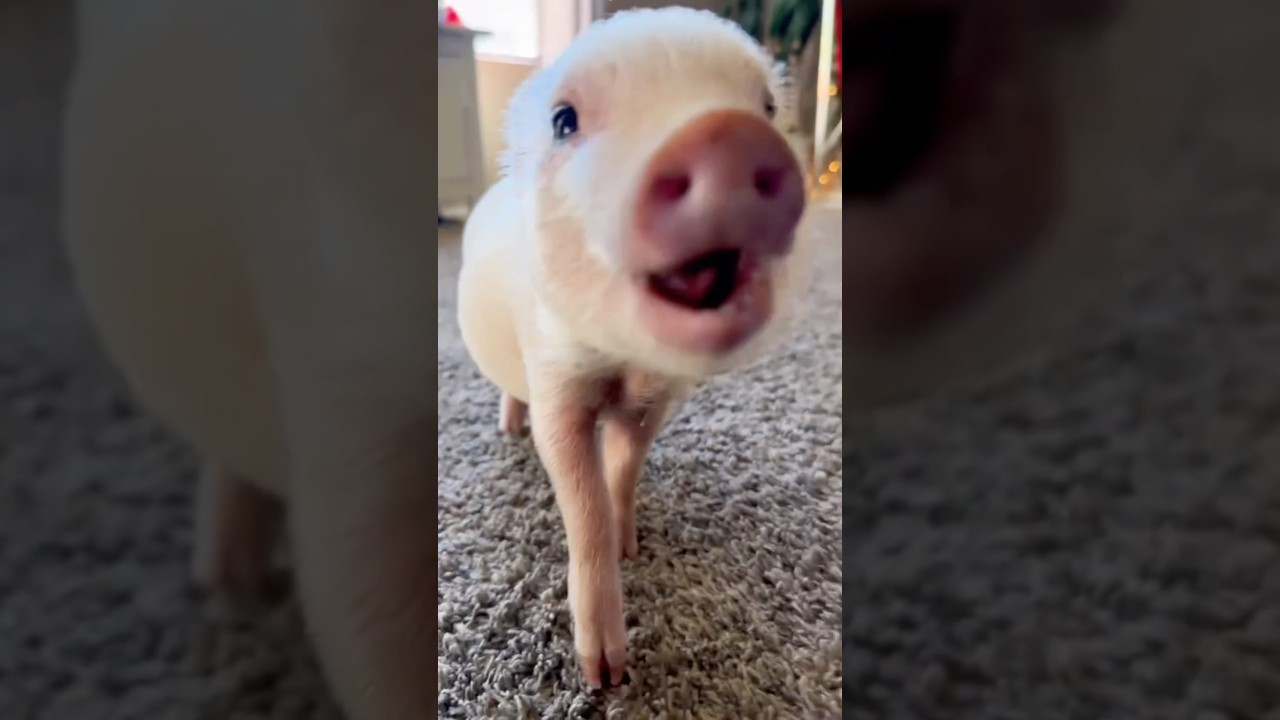 EL MINI PIG O CERDITO MINIATURA, POR QU&Eacute; SON TAN POPULARES 🐷🐖 #caballos #horse #animales #shorts