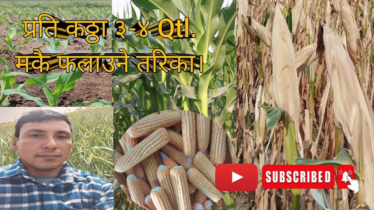 यसरी खेती गरे प्रति कठ्ठा ३-४ कुन्टल मकै फल्छ।In thise way maize farming farmers get 3-4 Qtl/kattha.