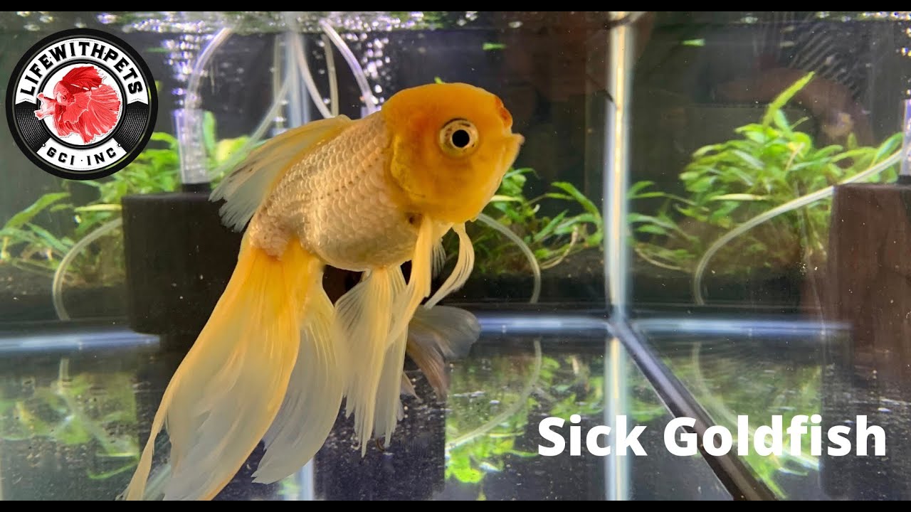 Sick Goldfish
