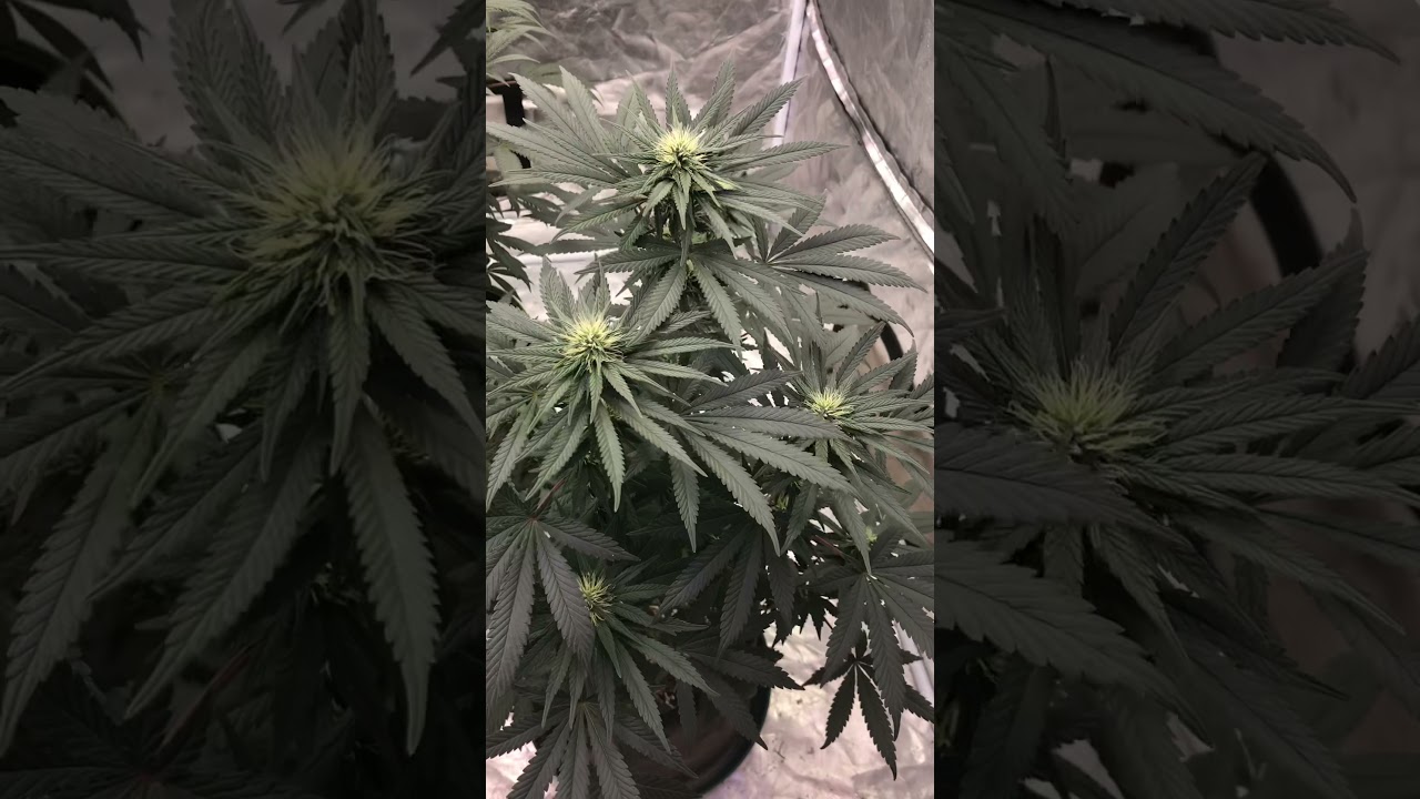 Dosidos, panama red, bubba kush
