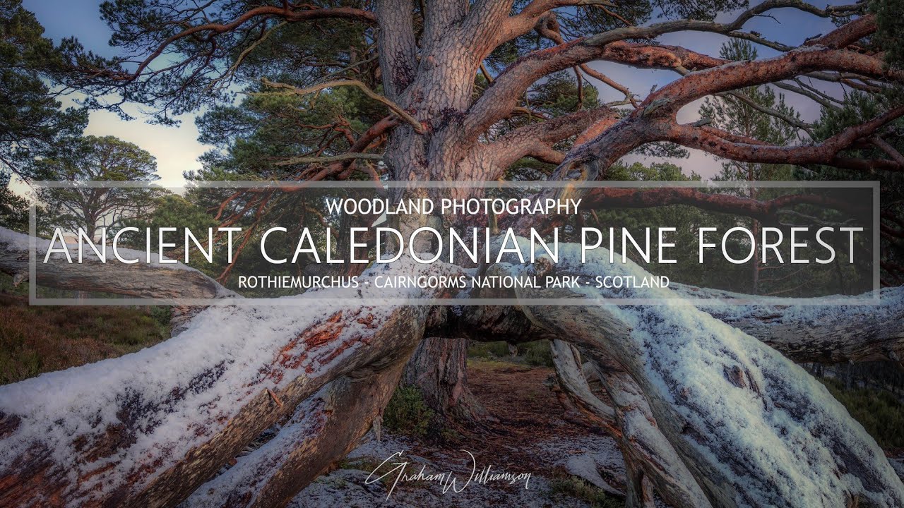 Ancient Caledonian Pine Forest - Woodland Photography