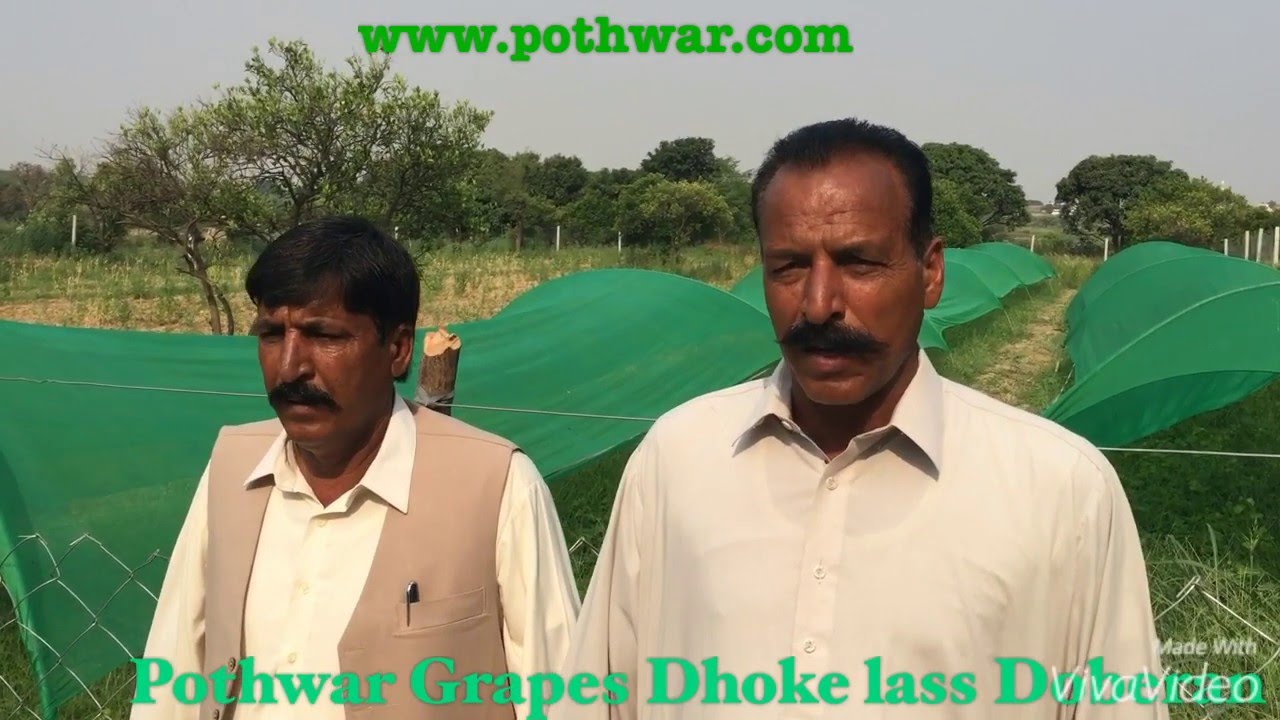 Pothwar Grapes Dhoke Lass 2016