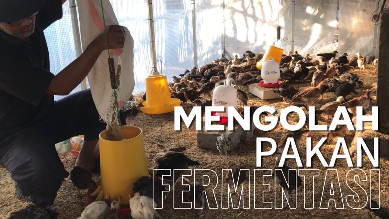Mengolah Pakan Fermentasi untuk Ternak Ayam