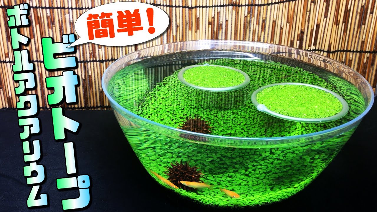初心者でも簡単！100均の容器にボトルアクアリウム（卓上ビオトープ）で草原を作ってメダカやミナミヌマエビを飼育してみた｜Carpet aquarium with aquatic plants