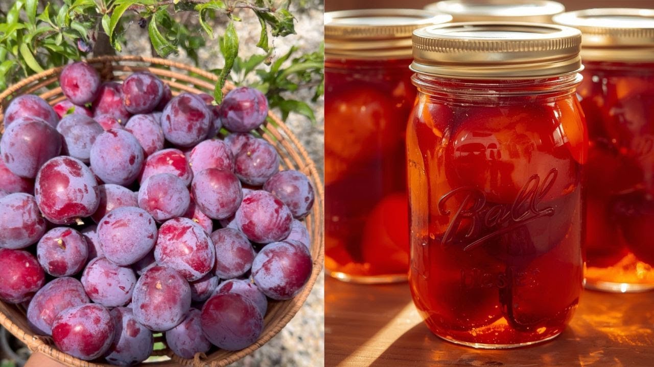 From Plum Tree to Jar | Water Bath Canning & Freezing Plums Naturally 🥫