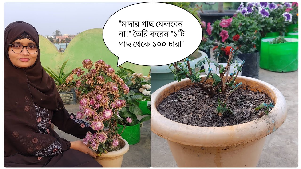 চন্দ্রমল্লিকা গাছ থেকে চারা তৈরির জন্য মাদার গাছ বাঁচিয়ে রাখার গোপন টিপস। 