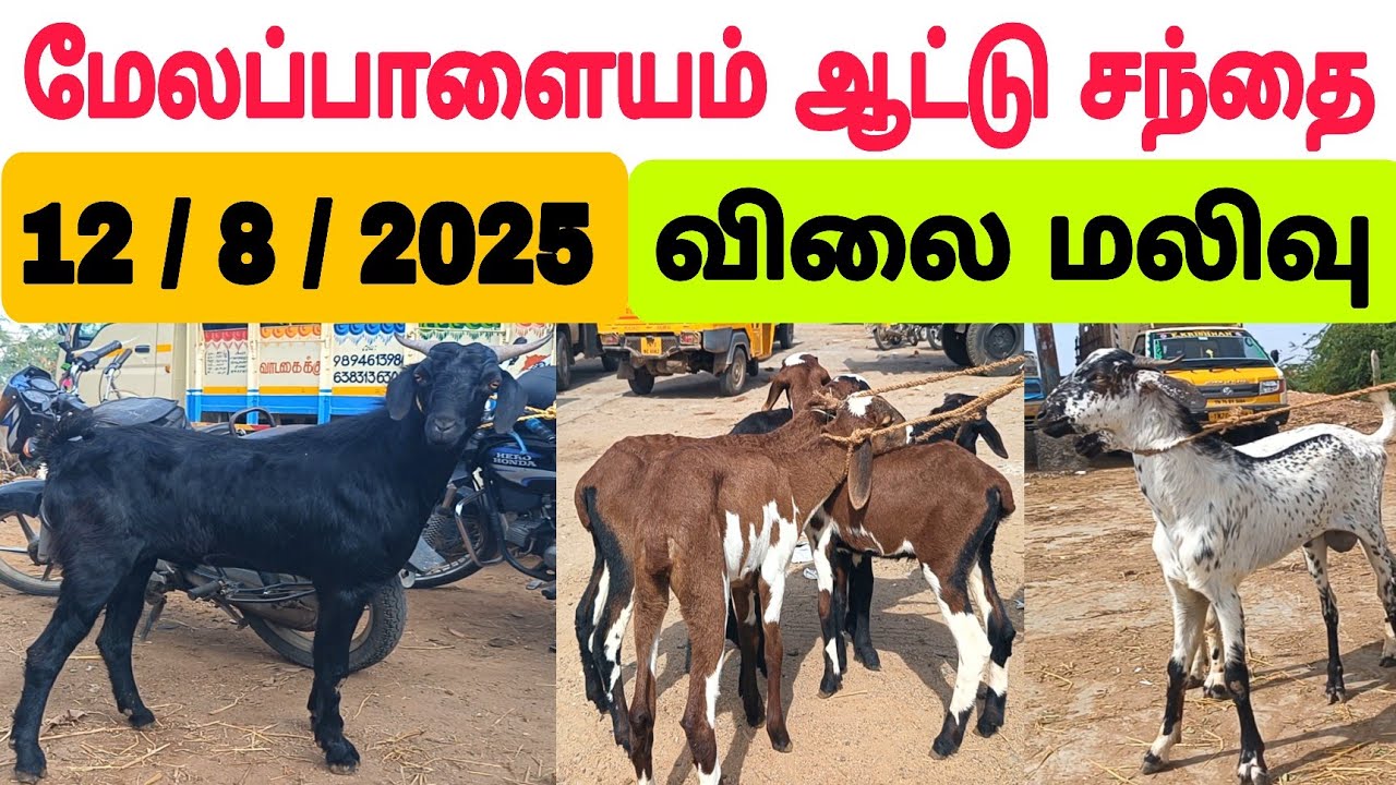 12 / 8 / 2025 மேலப்பாளையம் ஆட்டு சந்தை #ஆடு #ஆட்டுச்சந்தை #goat #goatmarket2025 #goats #goatfarming