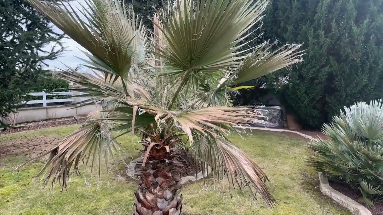 washingtonia robusta sans protection janvier 2025