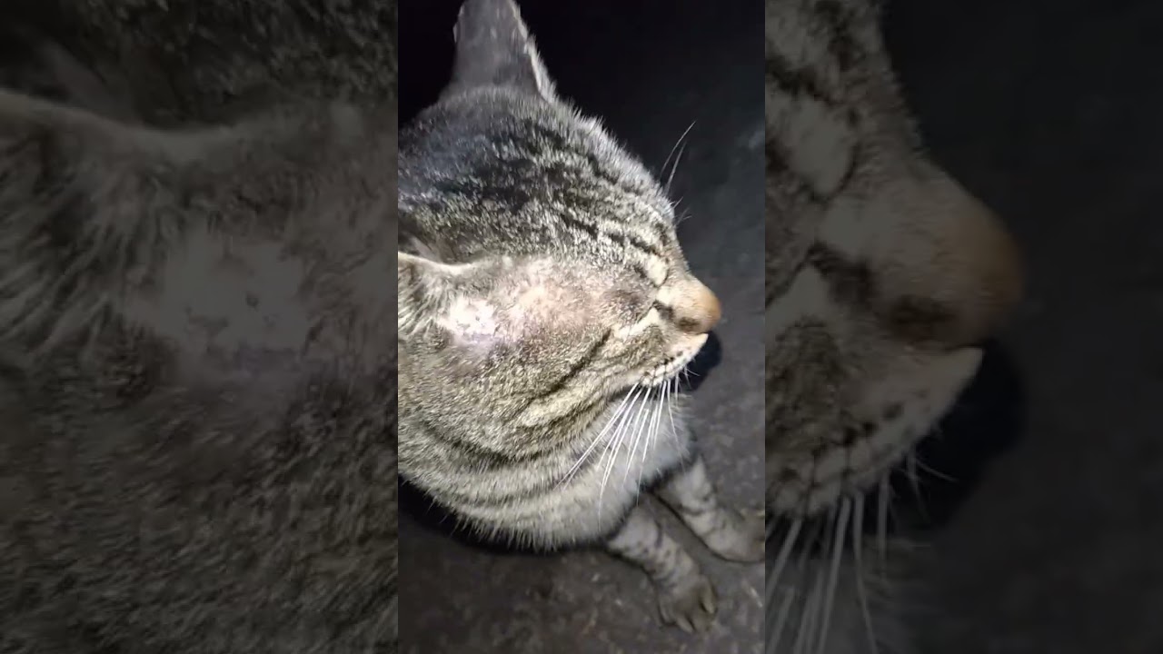 2026年3月11日朝                                                      今朝のニャンコ🐾