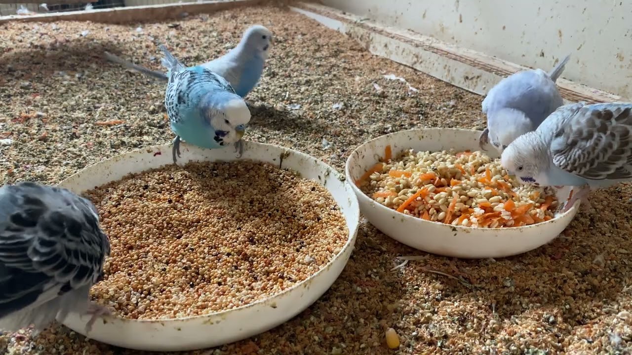 1 Hour 5 Minute Budgies Sounds, Budgies Feeding Time Relax ASMR HD 4K 60FPS