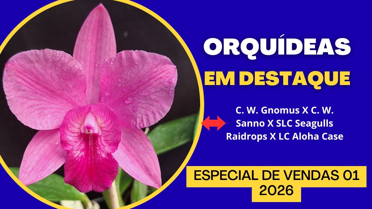 ORQUÍDEAS EM DESTAQUE - Especial de Vendas 01 - 2026 - PLANTAS ESPECIAIS, Valores incrívies!