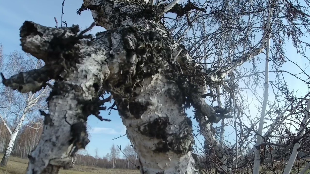 Церковное деревня в Омском районе Омской области/Czerkovnoe village in the Omsk region