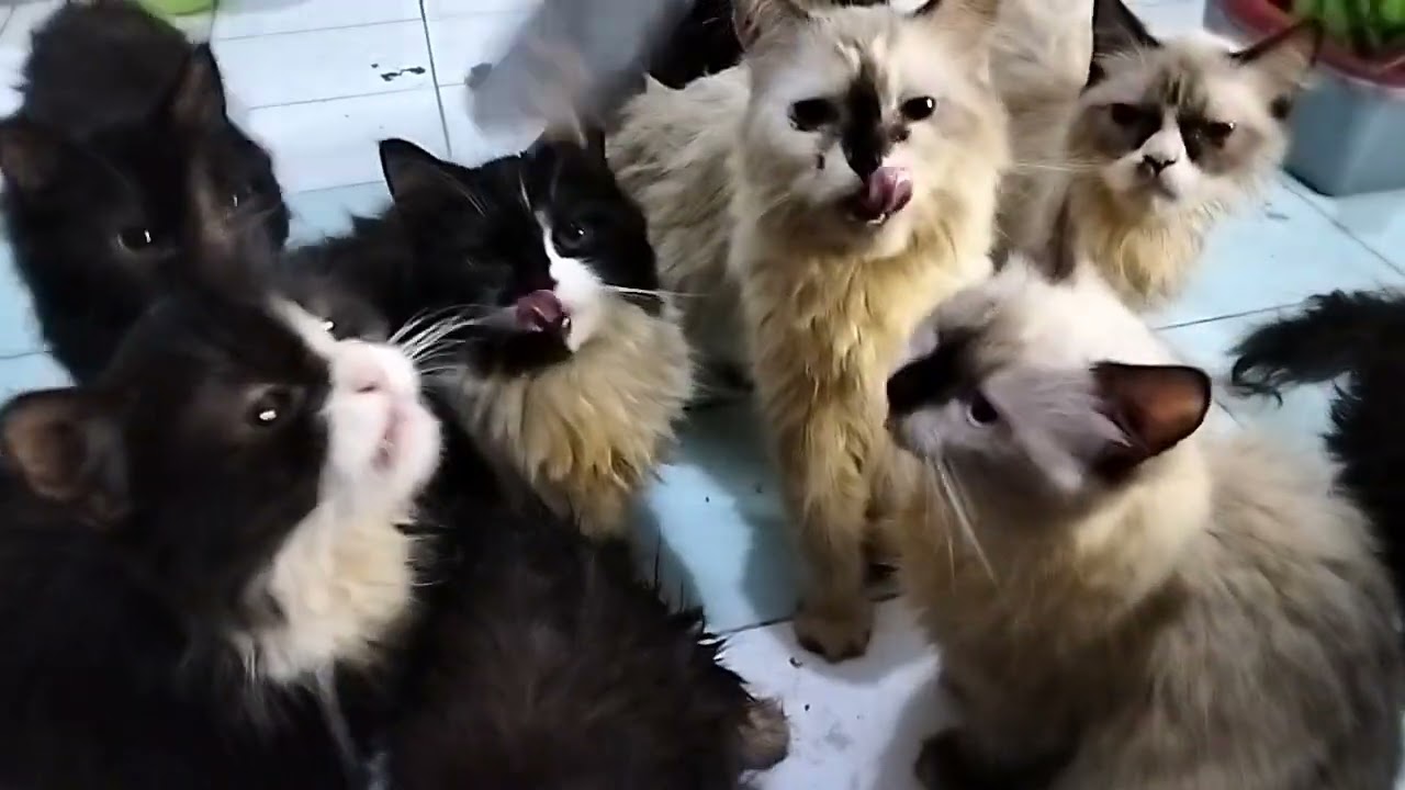 RAHASIA CAT LOVER BIKIN KUCING GEMUK BULU LEBAT SIMAK VIDEO NYA ⁉️