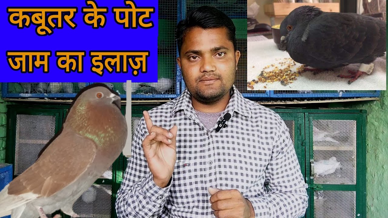 कबूतर के पोट जाम का इलाज ।। Kabutar ke pot jam ke ilaj ka sahi tarika