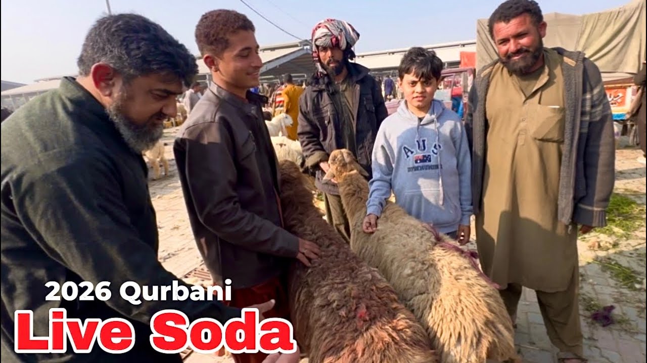 Live Soda Qurbani 2026 Chaki Dumbe | Shapur kanjra Lahore Mandi | LAHORI SHAUK 