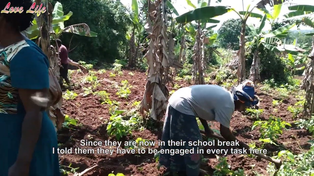 Growing Pepper in Uganda Part 15 | Planting Pepper in the hot season and how to treat your pepper