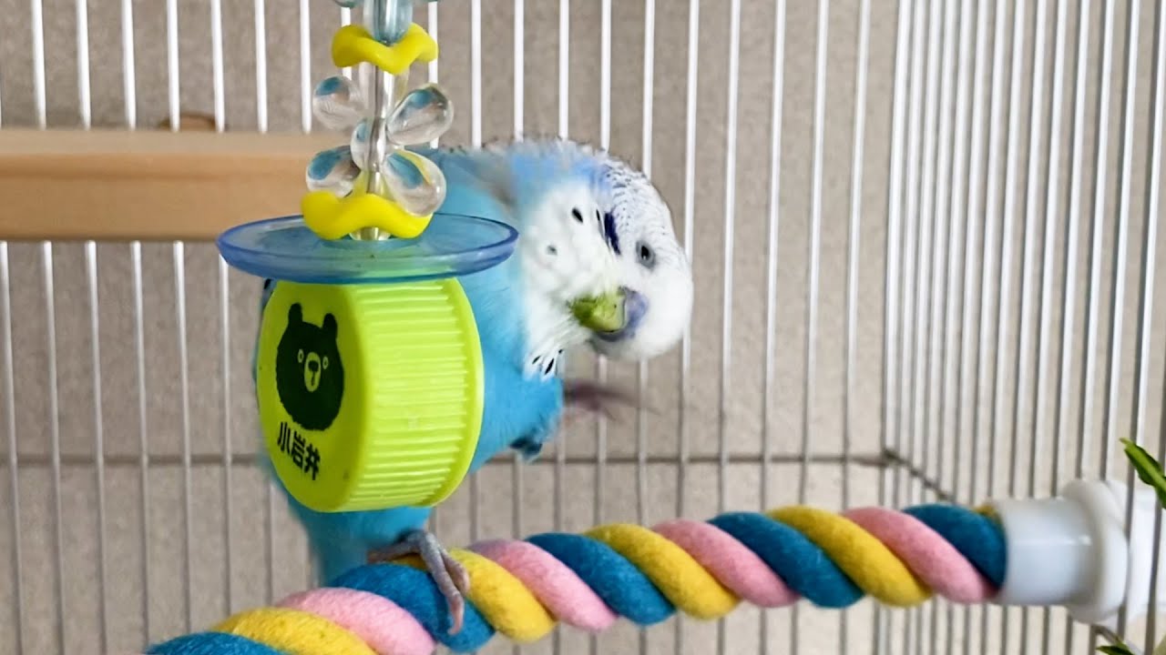 外出から帰ったらインコが新しい遊びを見つけたと得意になってましたｗ