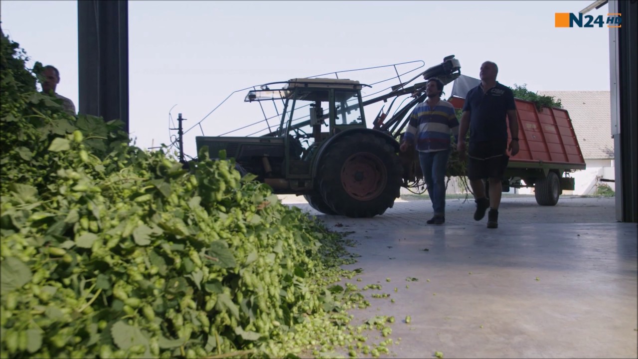 Hopfen-Kontor Hopfenanbau