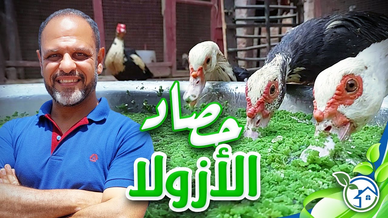 اول حصاد لنبات الازولا بديل العلف واجمل صغار ارانب فى العالم