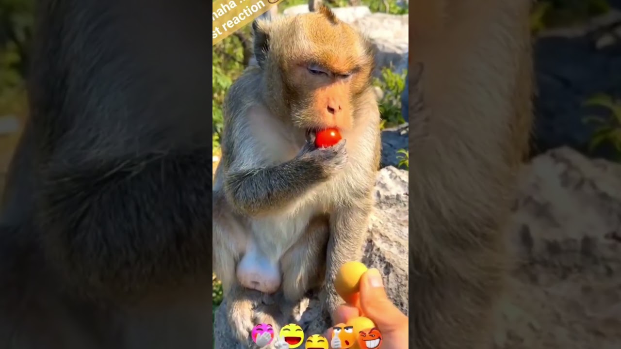 Greedy Monkey