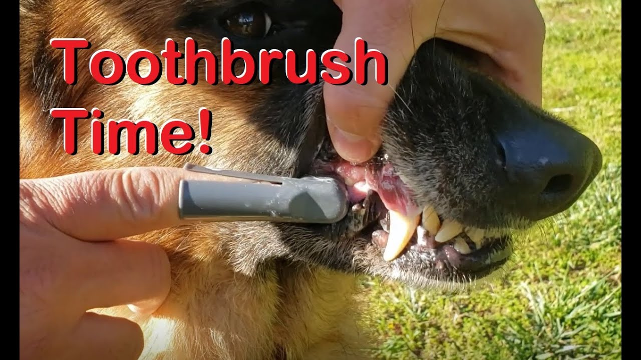 Brushing Your German Shepherd Dog's Teeth