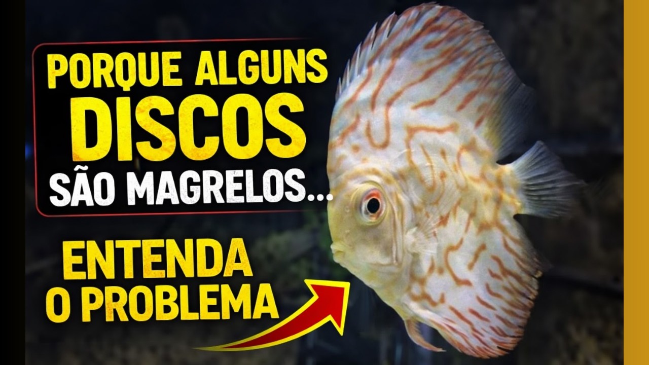 Por Que Alguns Discos Nunca Engordam?