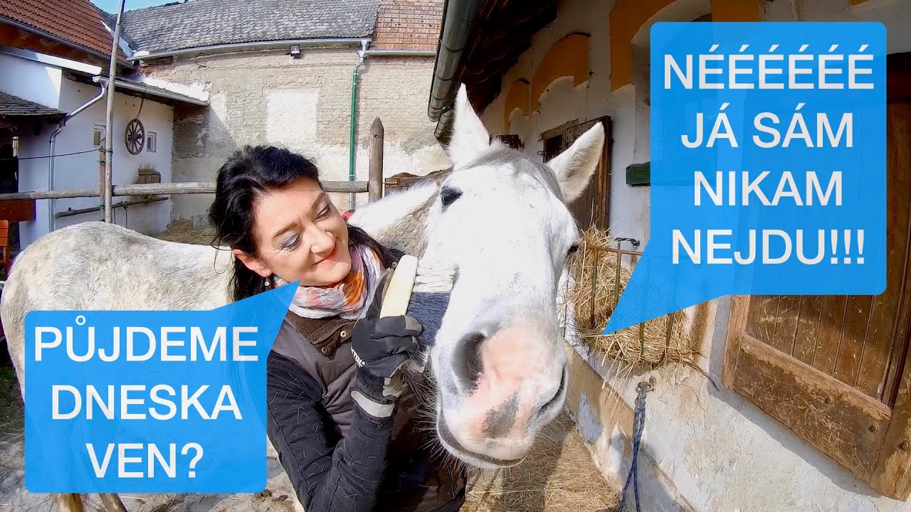 Co dělat když váš kůň nechce odejít od koní? 🏇 Zkušenost Jaru s Mangem⎪VLOG
