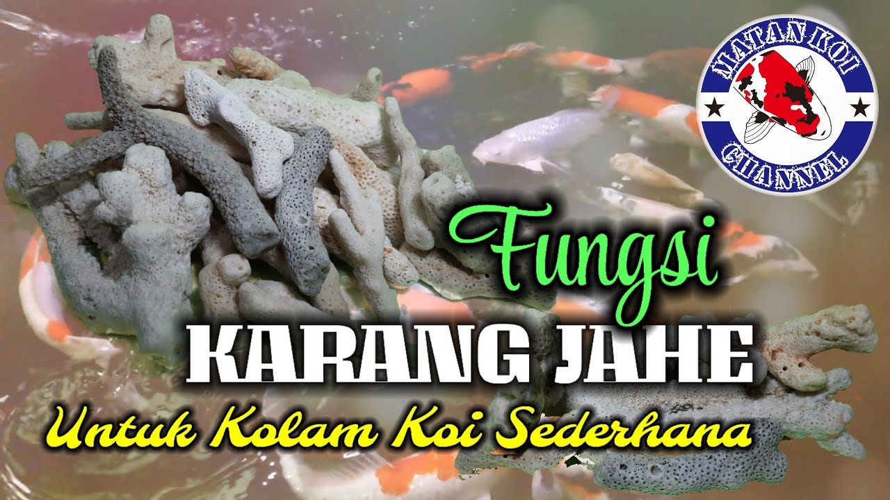 Fungsi Karang Jahe Untuk Kolam Koi Sederhana