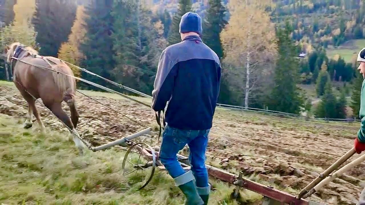 The Last Owners of the Mountains | Prowing horses in the Carpathians traditional life